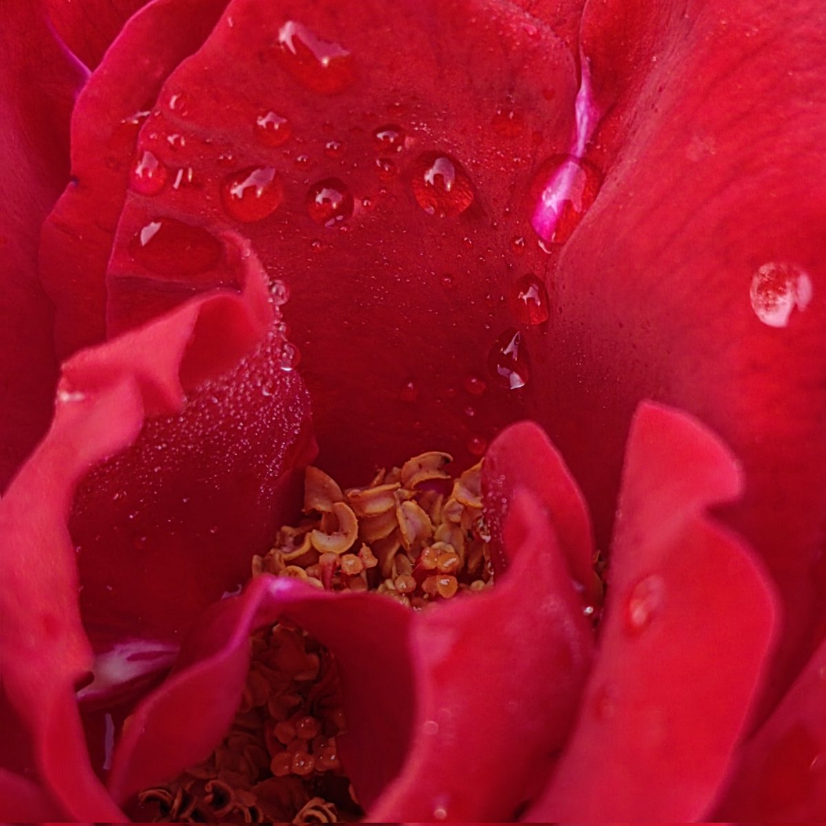 siningningning's tweet photo. 月季开了，娇艳欲滴。The roses are blooming, beautiful. https://t.co/k2L3PrMtOw