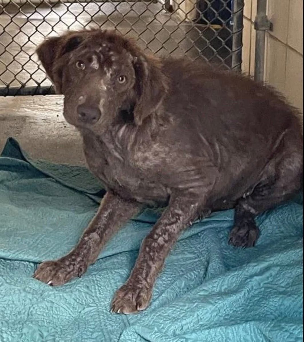 Who the Hell,let's their dog get in this shape!😡
COCO #A387305 1yr
Poor puppy has extreme hair loss,due to alopecia,malnourished,scared
Gentle baby
Plz #Adopt or #Foster this wee angel &amp; give her a loving 🏡 where she  will thrive ♥️ #CorpusChristiACS 
Plz #Pledge4Rescue #TX