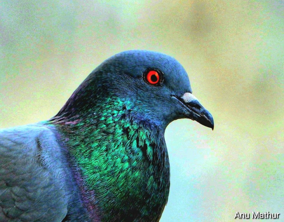 anuradhamathur's tweet image. Rock pigeon portrait! They are considered a major urban nuisance and feeding them in public is banned in delhi #birds #birding #birdphotography #birdsseenin2026 #naturephotography #indiAves