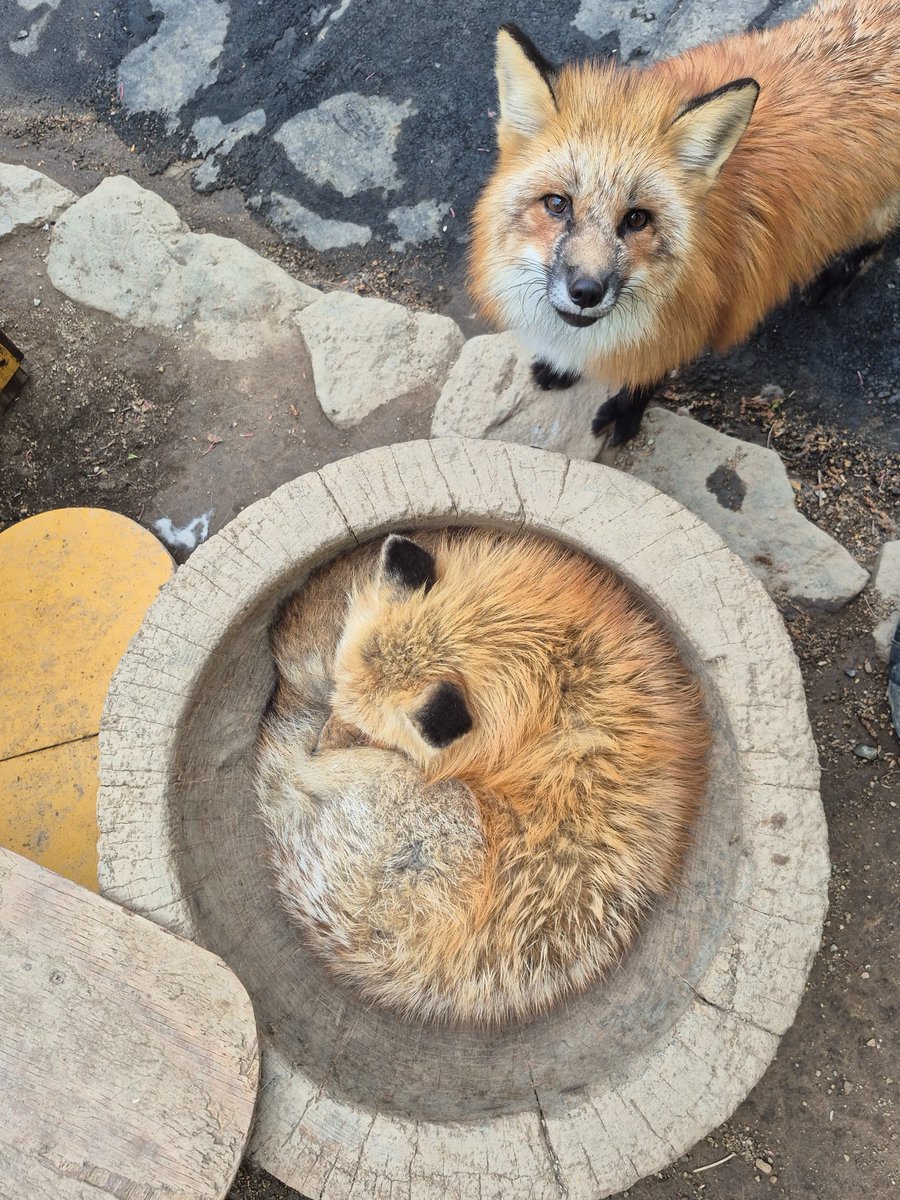 宮城蔵王キツネ村(公式)🦊 tweet media