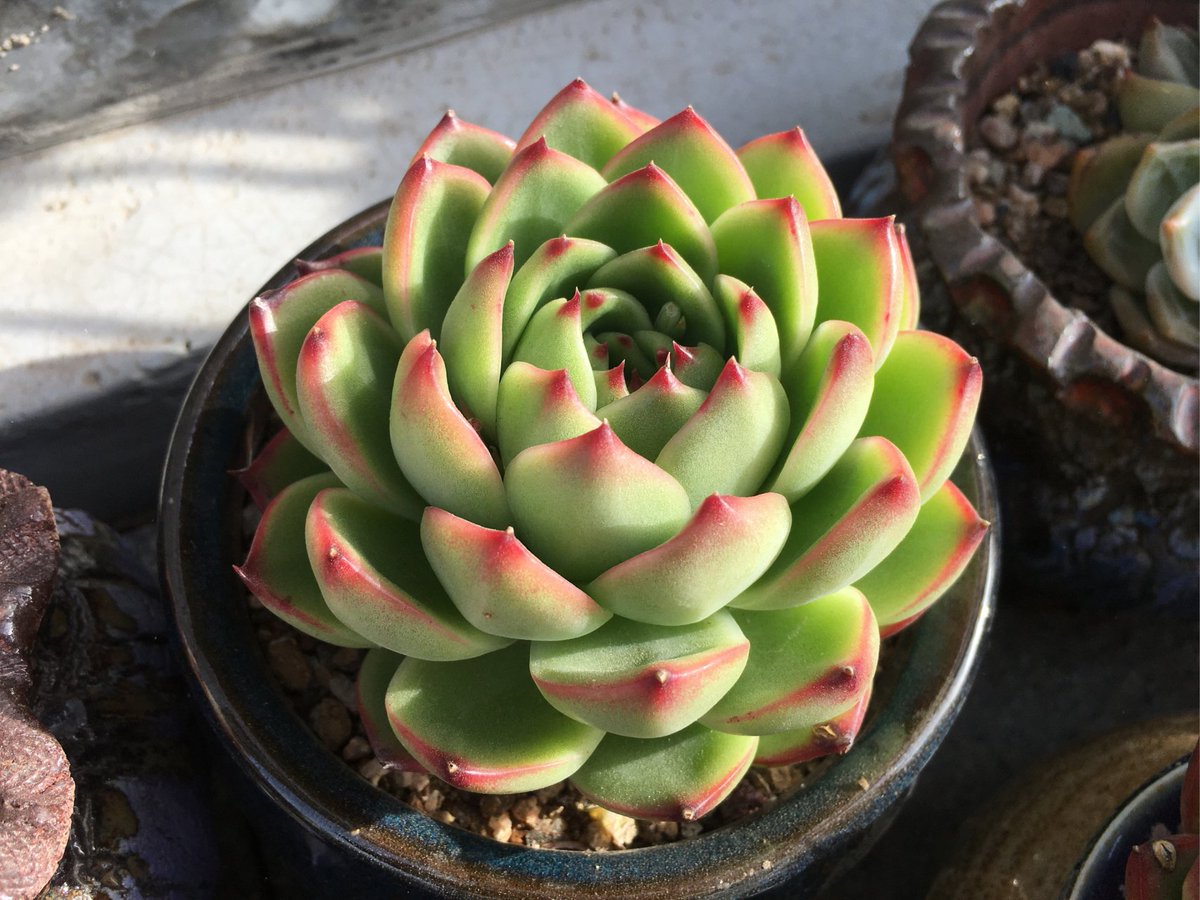 mr_shyamnandan's tweet image. "Turn an old glass jar into a cute plant pot! Clean it, add pebbles, soil u0026 a succulent. Zero waste, 100% charm  #UpcycleHacks #EcoLiving"