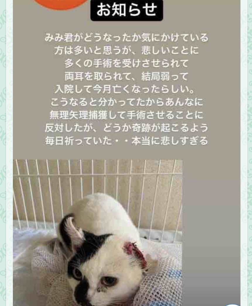 しらす tweet media