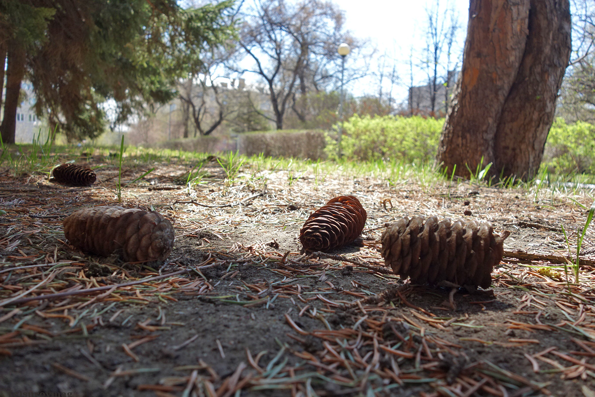 Surovmag's tweet image. Шишки прошлогодние 
#foto #siberia #barnaul #барнаул