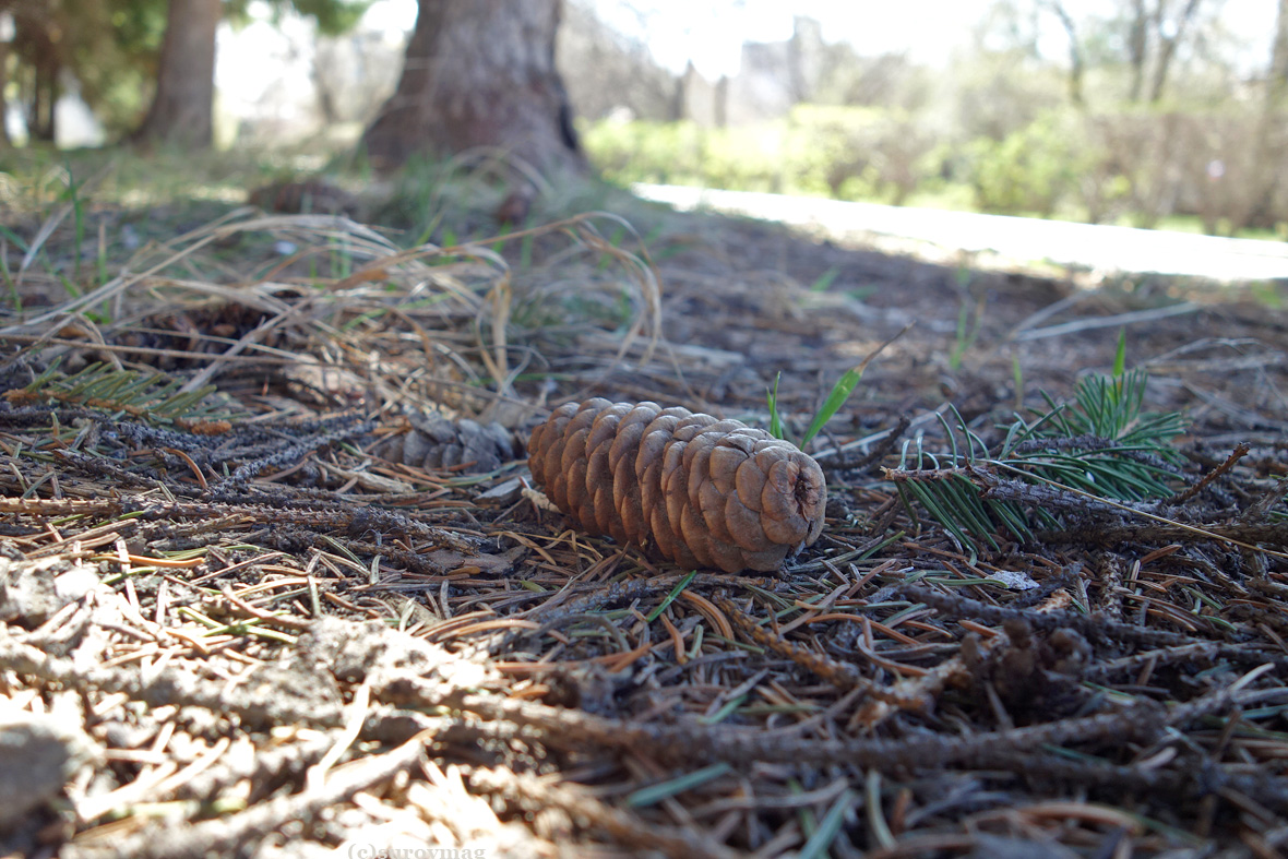 Surovmag's tweet image. Шишки прошлогодние 
#foto #siberia #barnaul #барнаул