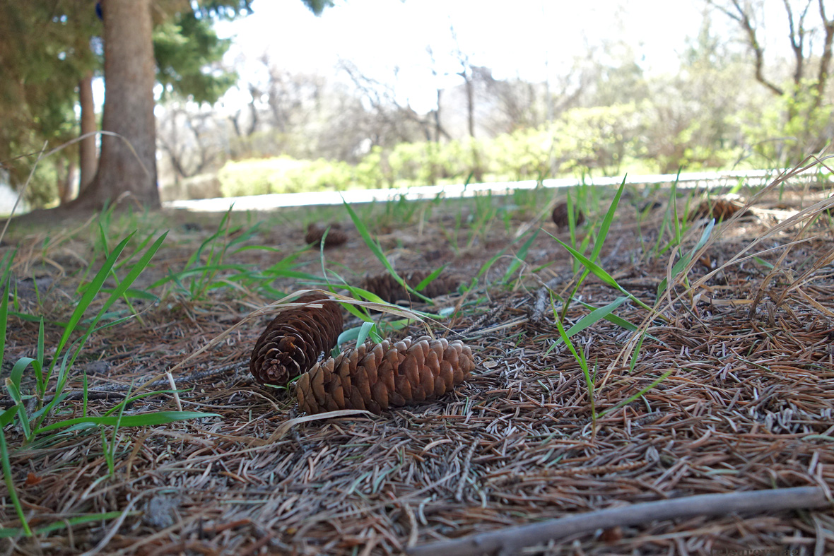 Surovmag's tweet image. Шишки прошлогодние 
#foto #siberia #barnaul #барнаул