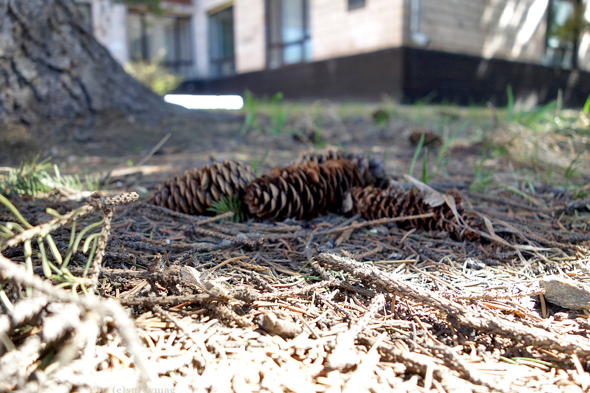 Surovmag's tweet image. Шишки прошлогодние 
#foto #siberia #barnaul #барнаул