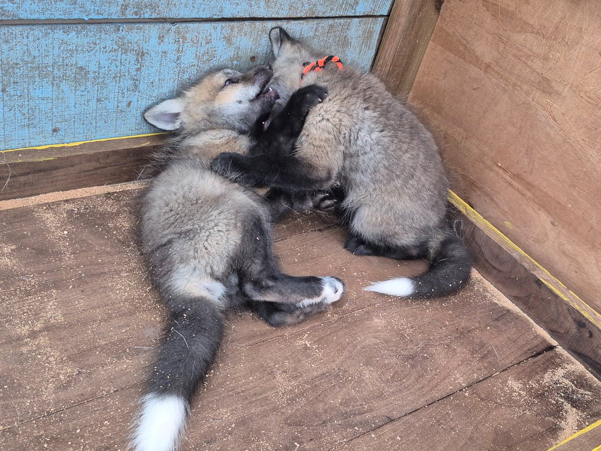 宮城蔵王キツネ村(公式)🦊 tweet media