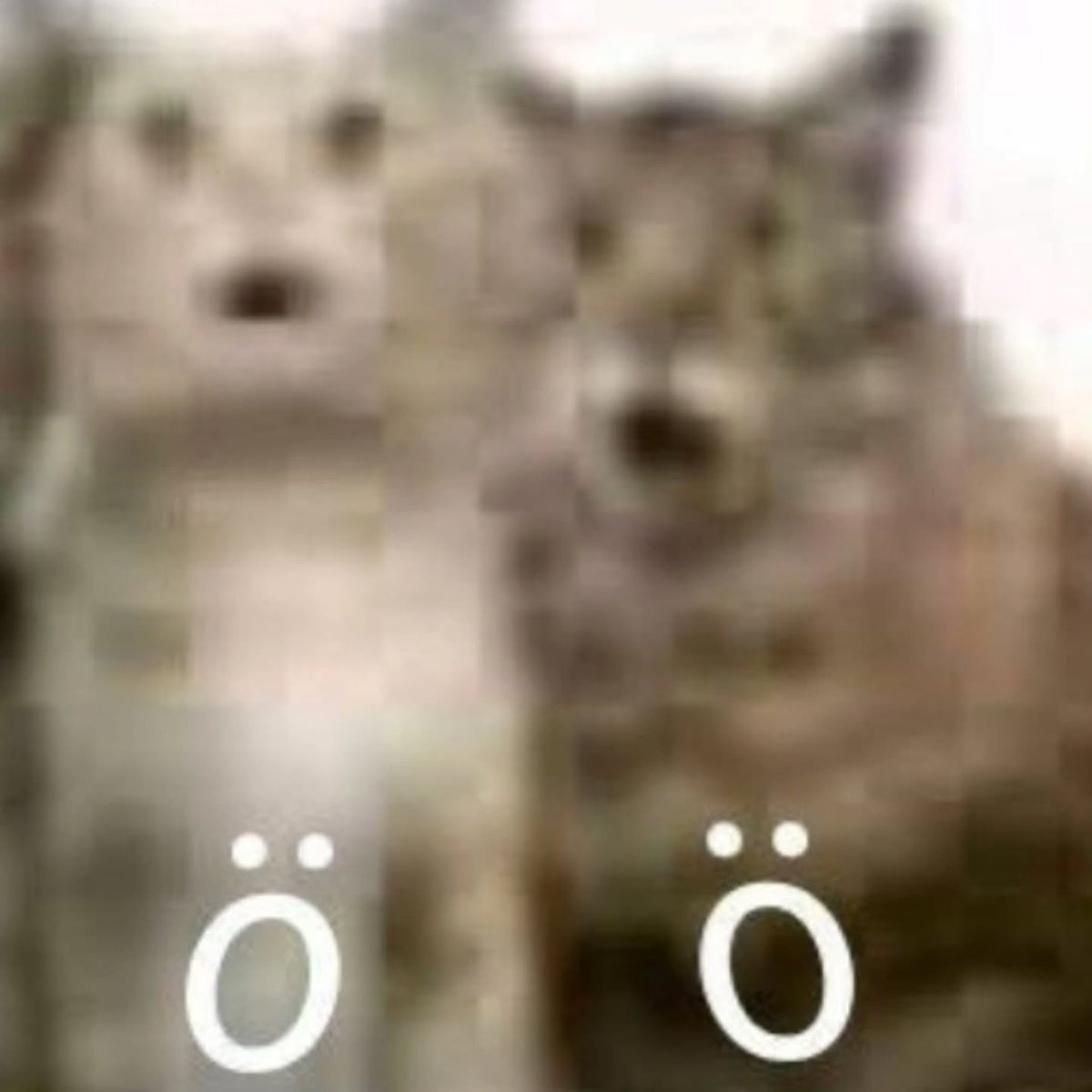 Punch Cat (@punchingcat) on Twitter photo 