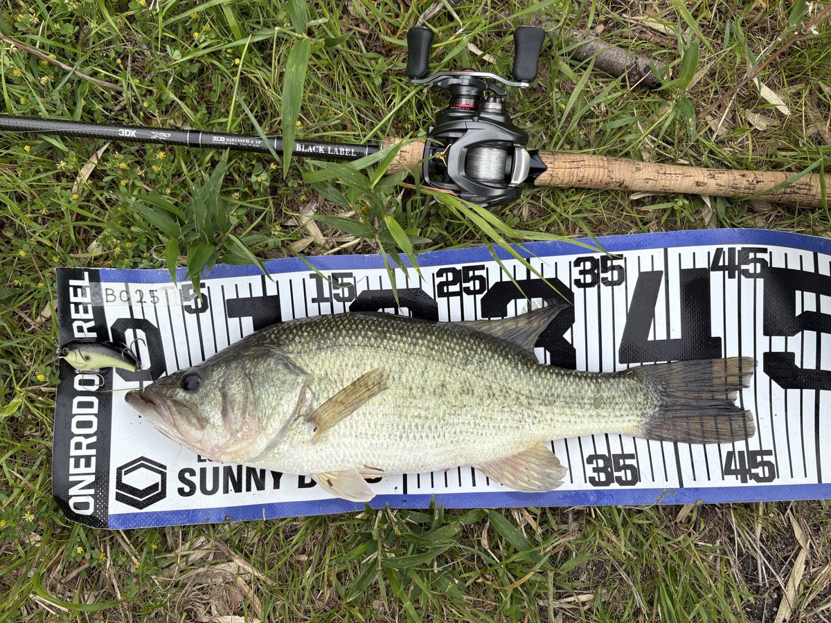BuyhR's tweet photo. 午前中だけでこの釣果はいい感じじゃないでしょうか！
クランクのゴンッていうアタリがめっちゃ気持ちいい😁
GW初日で人はいたけど、抜け駆けできてたはず！ https://t.co/itwWxdcxkP