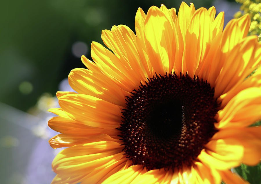 HurmerintaArt's tweet image. Sunflowers love the sun!

#flowerphotography
#sunflowers
 johanna-hurmerinta.pixels.com/featured/feel-…