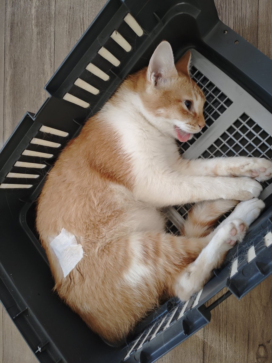 Mocca & M Family 🐱 tweet media