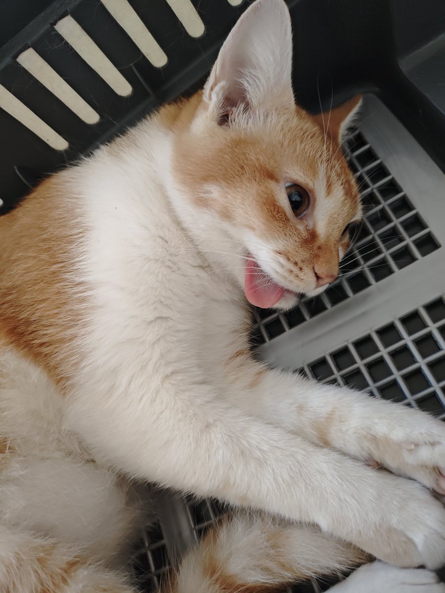 Mocca & M Family 🐱 tweet media