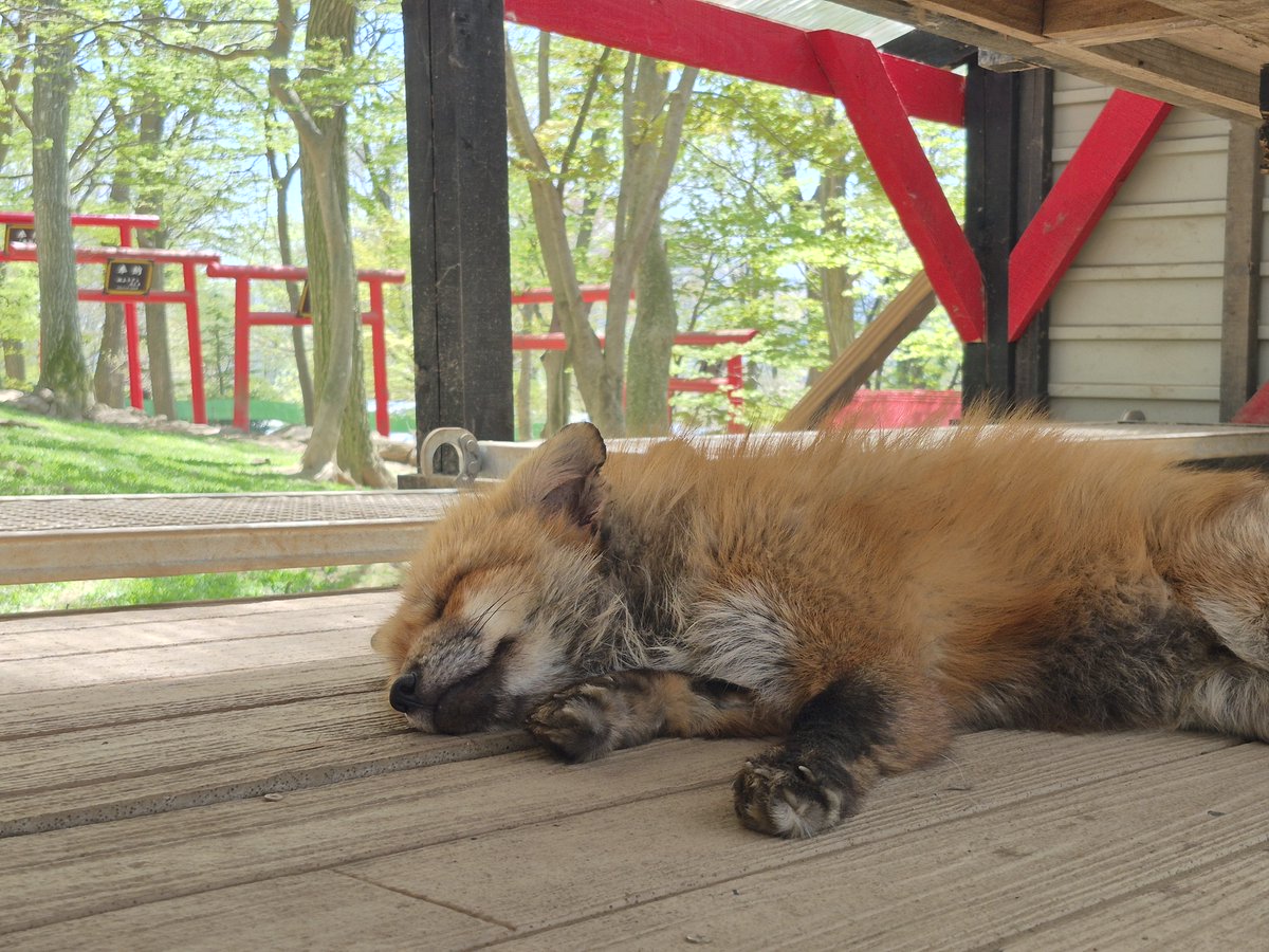 宮城蔵王キツネ村(公式)🦊 tweet media