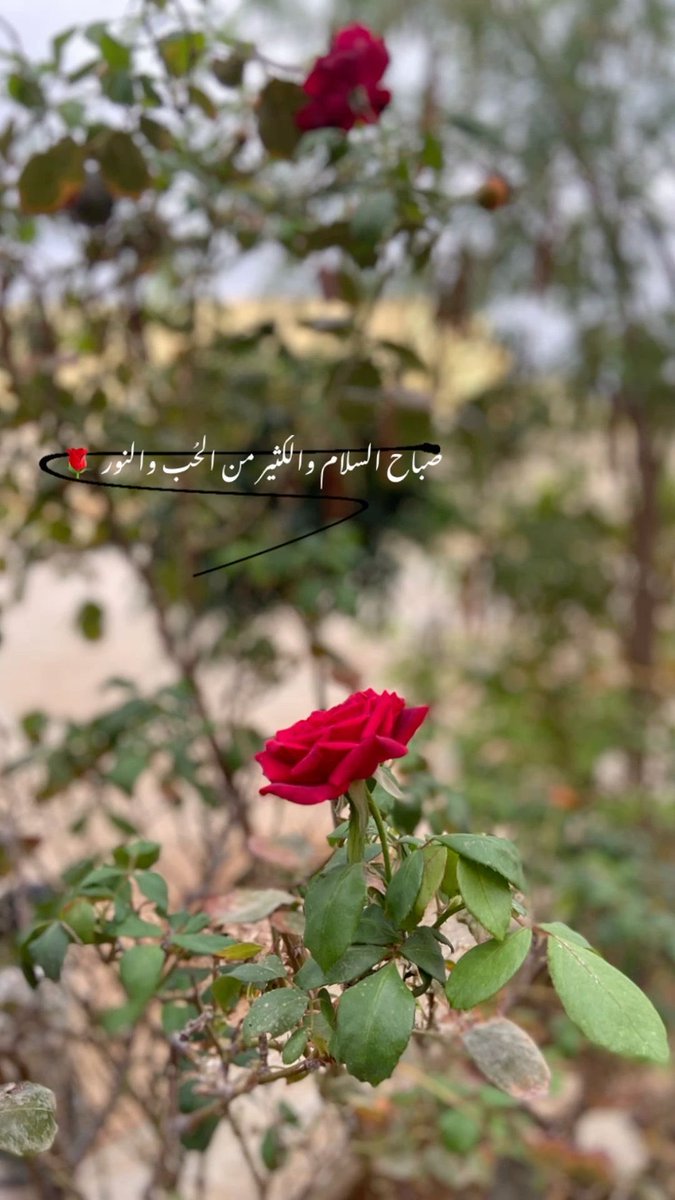بـرق الغمــام 📝 tweet media