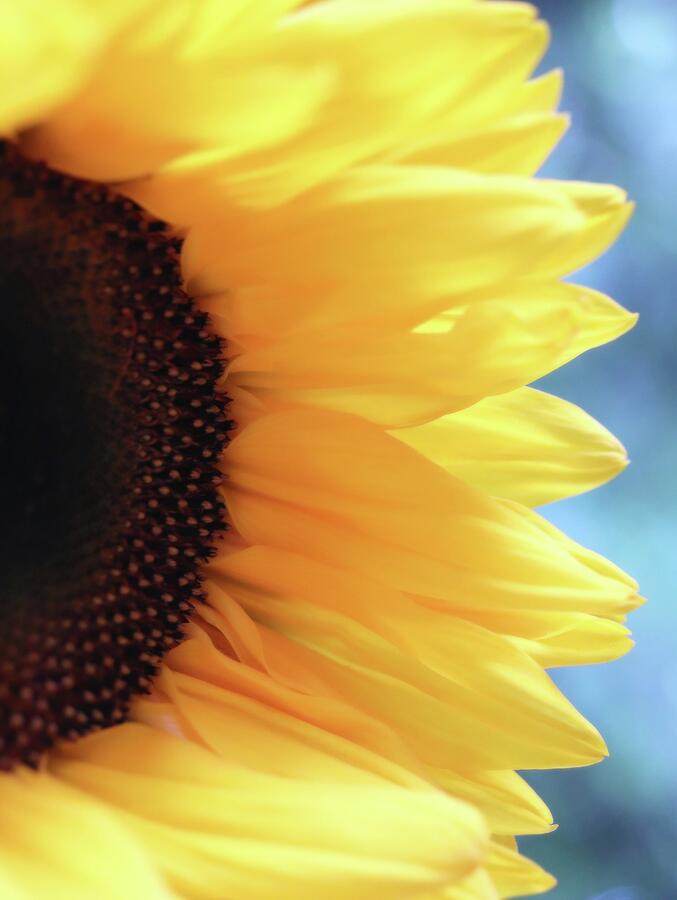 HurmerintaArt's tweet image. Sunflowers are so wonderful.
#wallart #cards #sunflowers 
 johanna-hurmerinta.pixels.com/featured/sunfl…