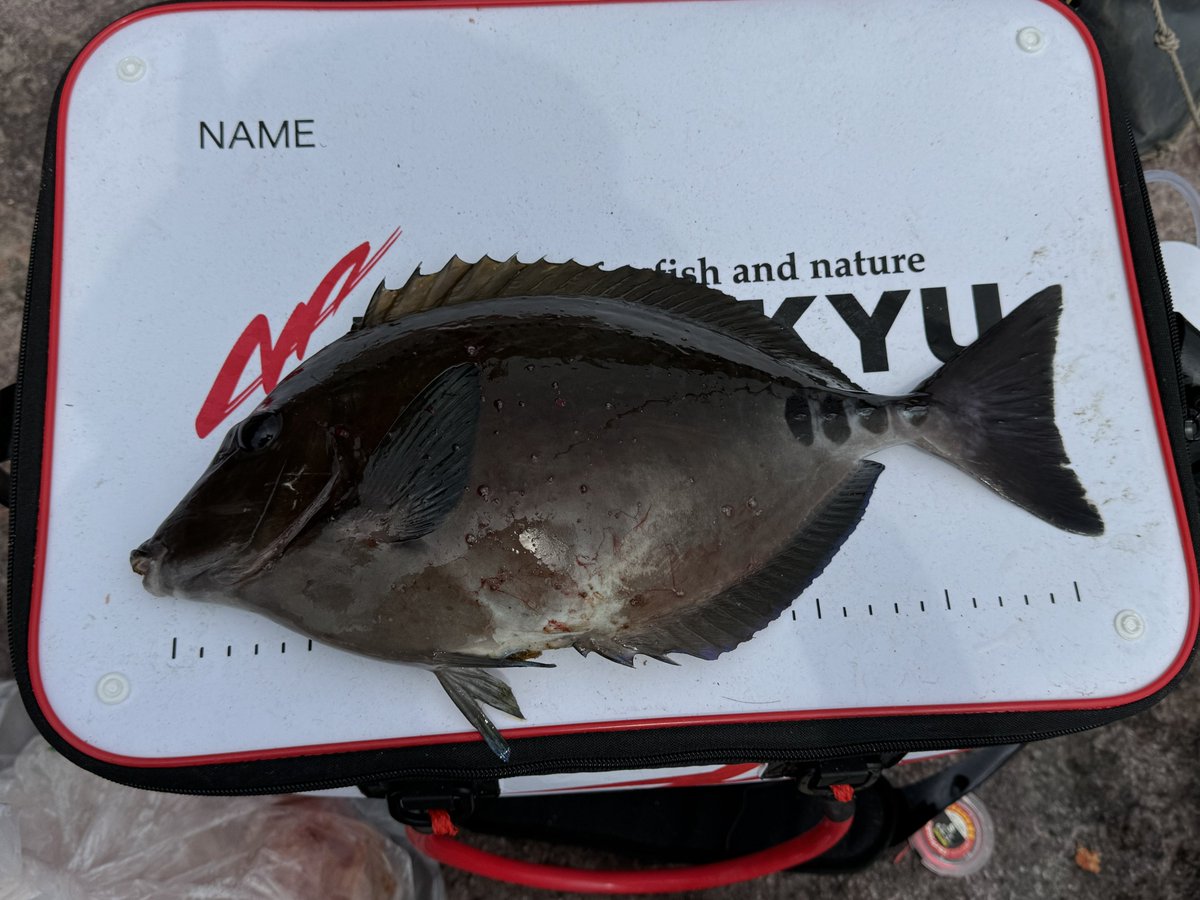 ぺっぱー警部@悪質タックルおじさん tweet media