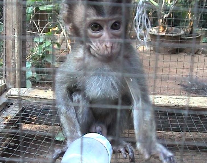 Action for Primates tweet media