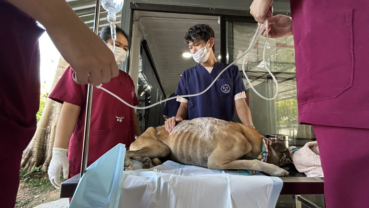 Happy Doggo Thailand tweet media