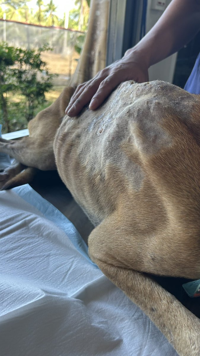 Happy Doggo Thailand tweet media