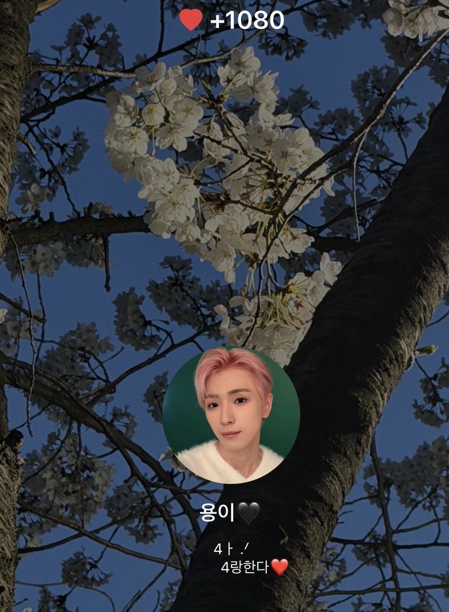 디아🪽 tweet media