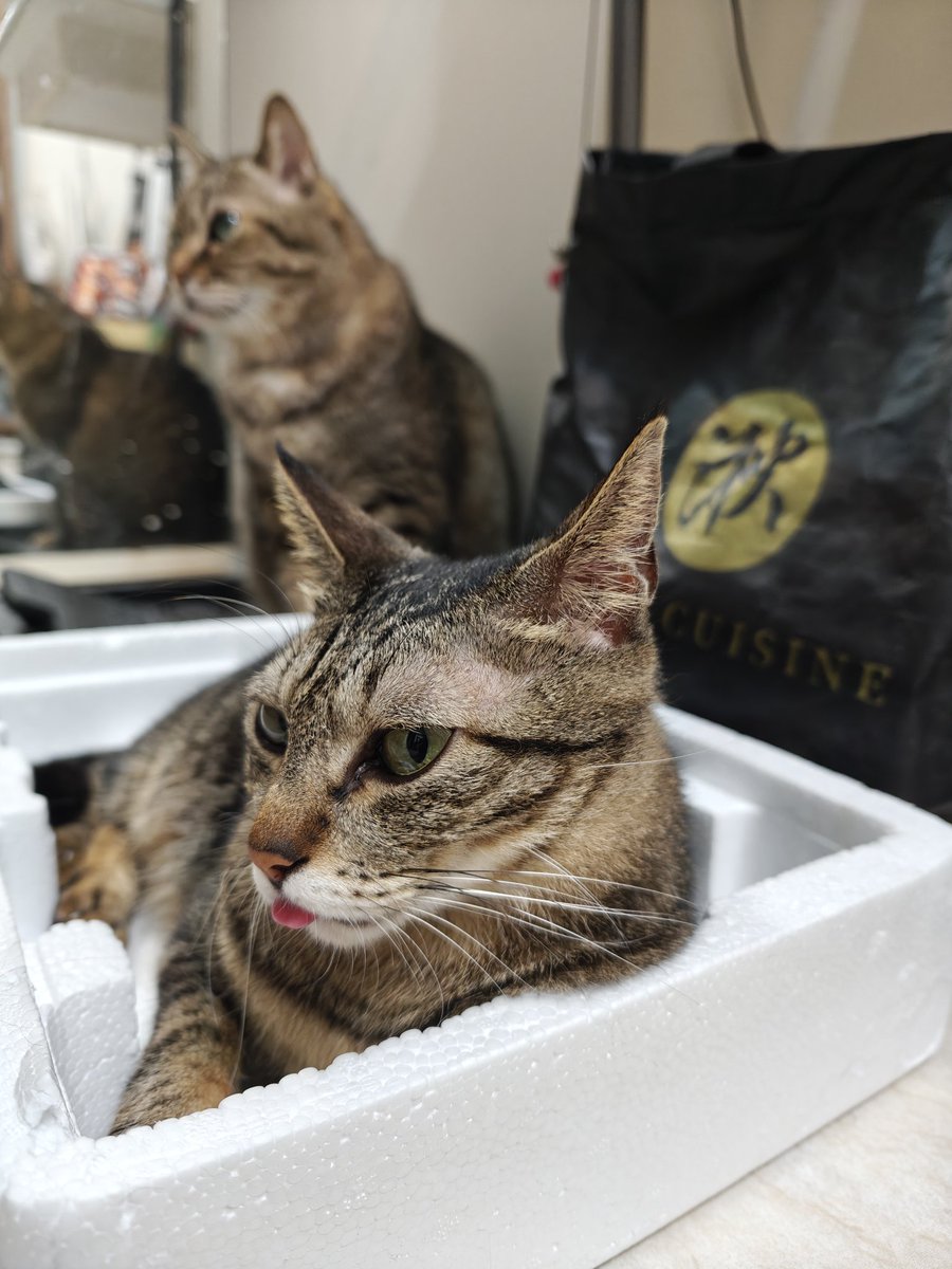 sPink_625's tweet photo. 日文翻譯如下：

舌を出している猫ちゃん、かわいいですか？ 🐱 https://t.co/V671NyZDEC