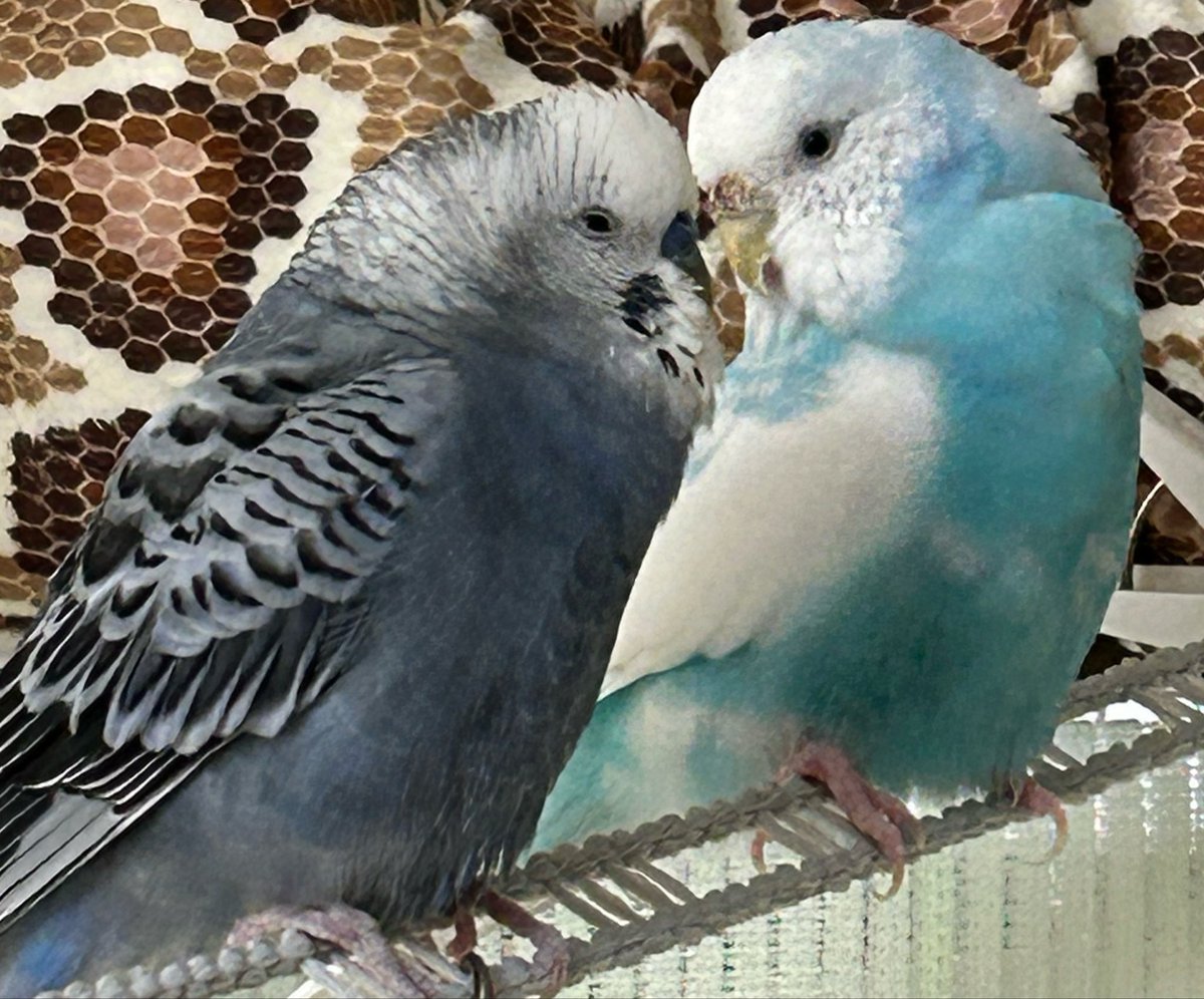 きのこバター tweet media