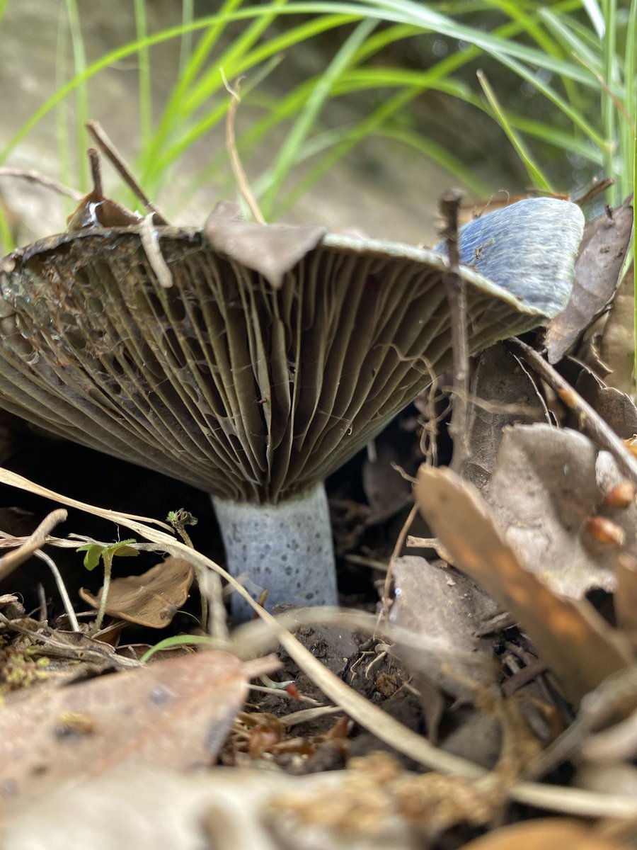 tanishidev's tweet image. #きのこ #キノコ #fungi
うちの姫様のきのこセンサーがヤバすぎる件
・今シーズンだけでアミガサタケの新産地4箇所開拓
・10m先のコシカケノムシピン発見
・ここルリハツタケ生えそうだけど、さすがに春だし早いよね〜→まさかのその場で発見