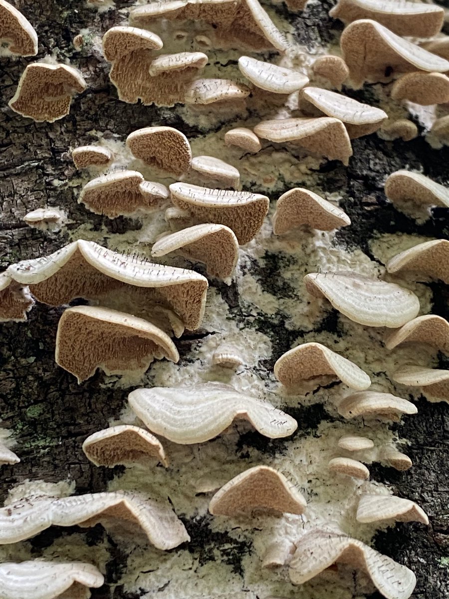 tanishidev's tweet image. #きのこ #キノコ #fungi
うちの姫様のきのこセンサーがヤバすぎる件
・今シーズンだけでアミガサタケの新産地4箇所開拓
・10m先のコシカケノムシピン発見
・ここルリハツタケ生えそうだけど、さすがに春だし早いよね〜→まさかのその場で発見