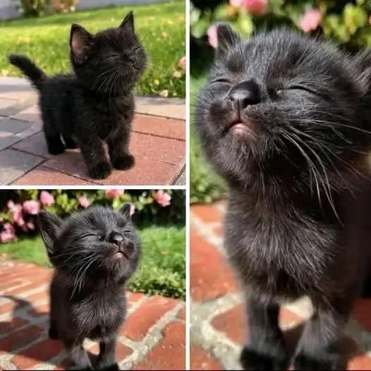 Sara Mary ⭐❤️ tweet media