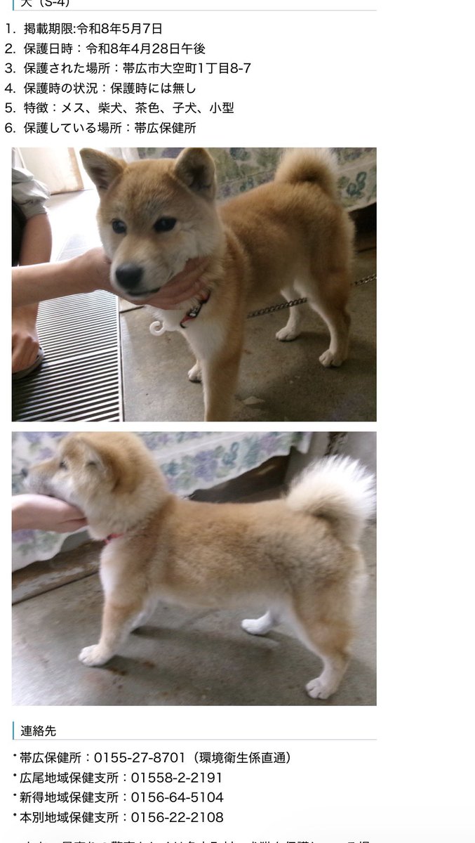 Apple20130506's tweet photo. 帯広保健所さん✳︎迷い犬?✳︎
またもや大空町で柴犬さんが保護されています。子犬のようです。
#拡散希望 #北海道 #迷い犬 #保健所 #大空町  #帯広市 https://t.co/d9QLKgdUQO