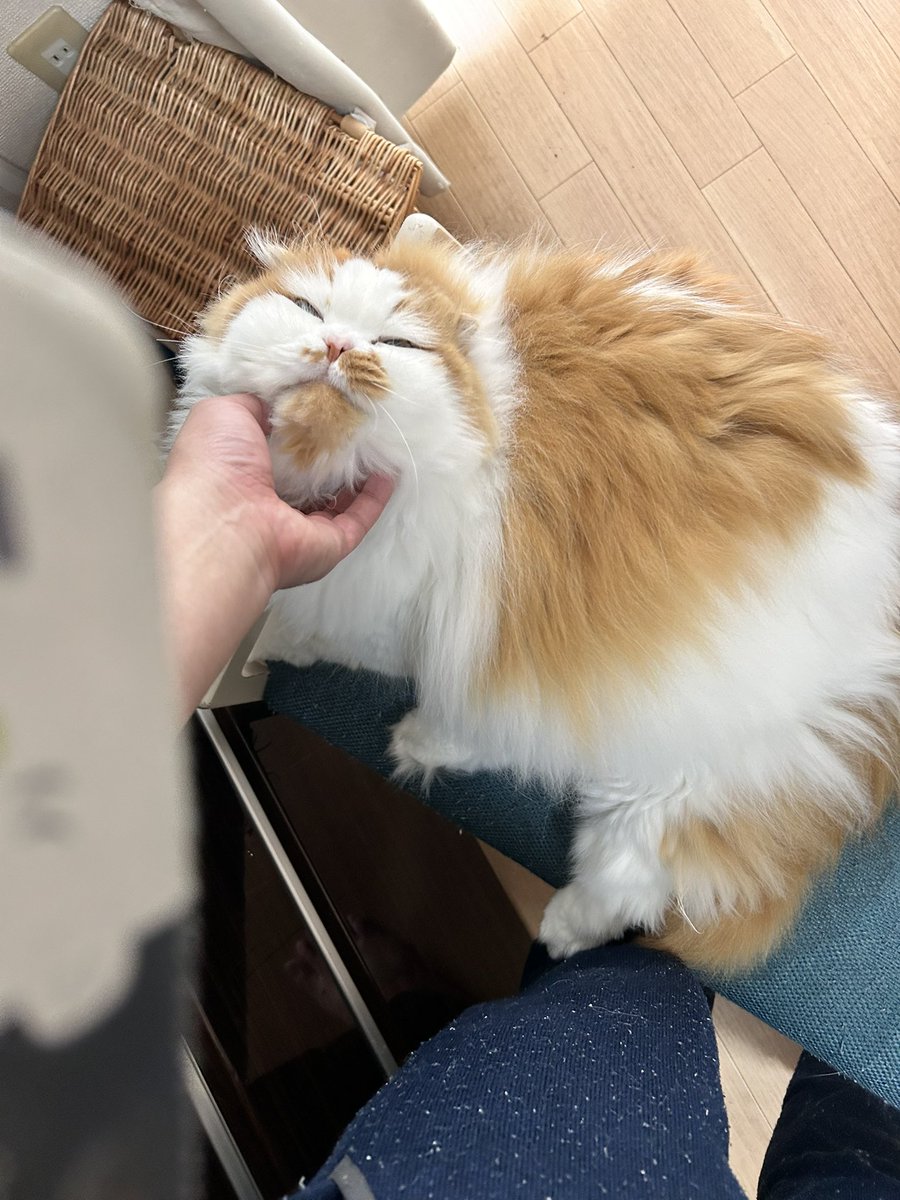 ぴーたん@消防団@skeb依頼受付中 tweet media