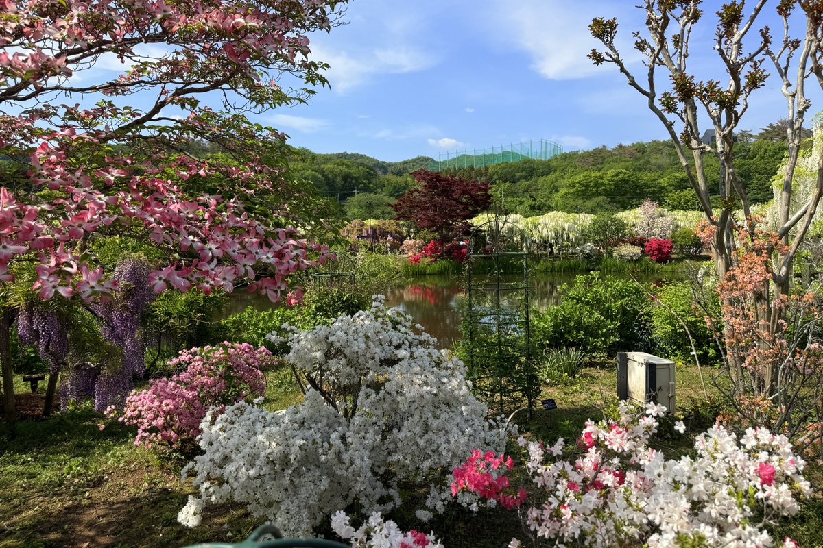 日曜日だったこともあって園内は超混雑。
お目当てだった藤ソフトクリームの売り場は長蛇の列。諦めて藤色のサイダーをいただきました。
#あしかがフラワーパーク