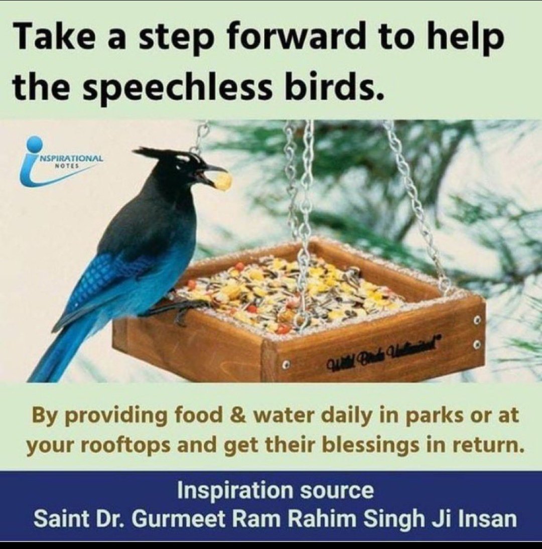Scorching summers leave countless birds hunting for survival. Let’s pledge to keep water &amp; grains on our rooftops &amp; support the mission of #FeedEveryCreature. Inspired by Saint Gurmeet Ram Rahim Ji, Dera Sacha Sauda followers continue to serve and protect these voiceless beings.