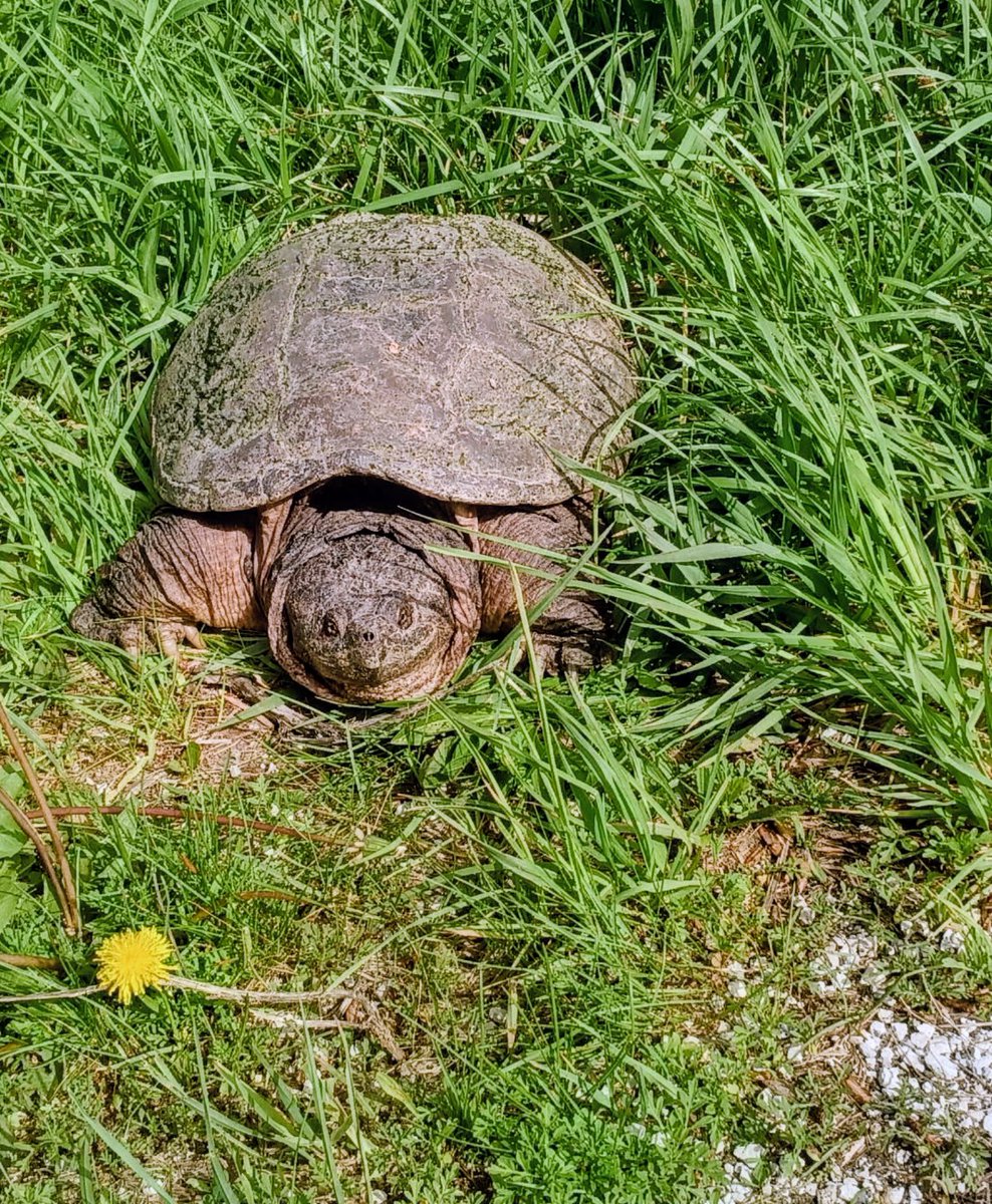 Marciaistrying's tweet photo. I helped this gal cross the busy road this afternoon.   Her shell was bigger than a dinner plate.  Fortunately, despite being a Snapping Turtle, she was docile. https://t.co/wEBb0IZhoy
