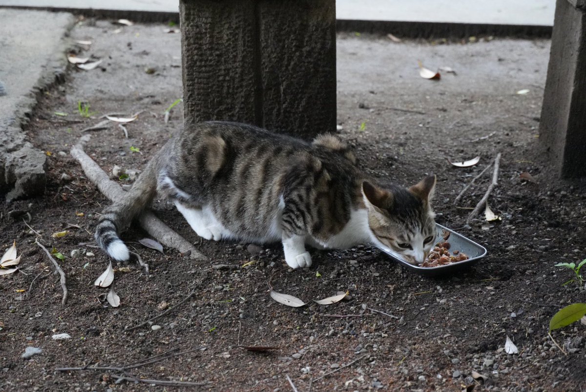 ほのぼのトロ tweet media