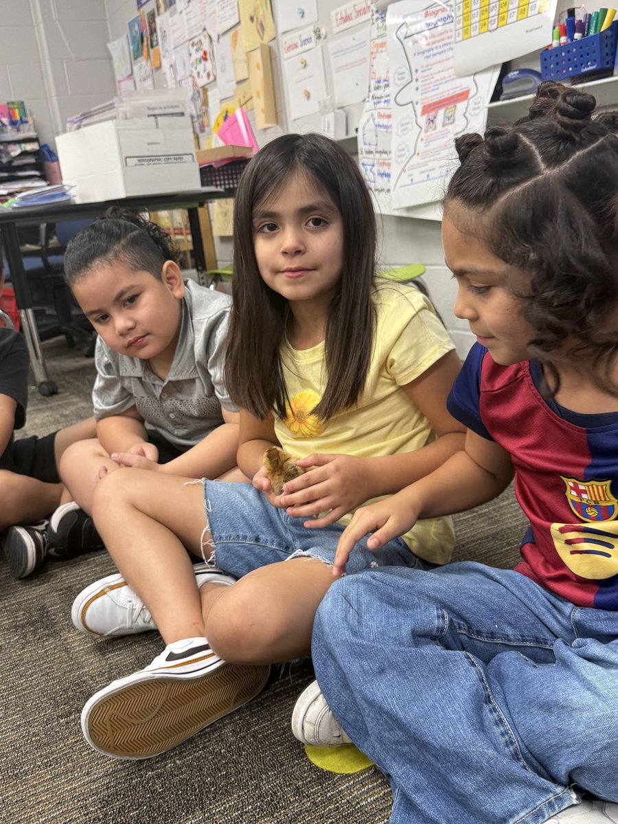 texasmaestramsg's tweet photo. We lived our best chick life until the last day! 🐥 @HumbleISD_HE https://t.co/XM7zXWKJO2
