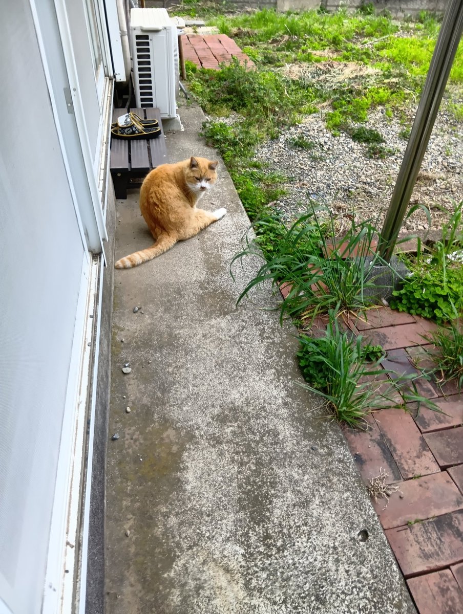 はるかฅ(ﾐ・ﻌ・ﾐ)ฅ tweet media