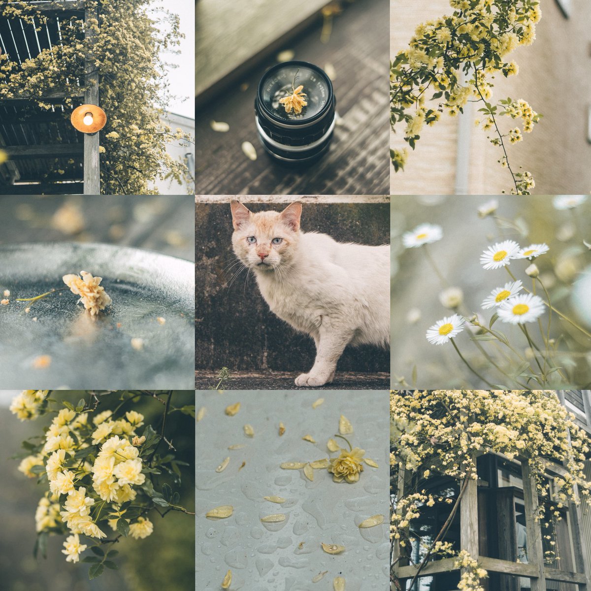 tanco_camera's tweet photo. 花と猫🌼🐈 https://t.co/XercJRQWy5