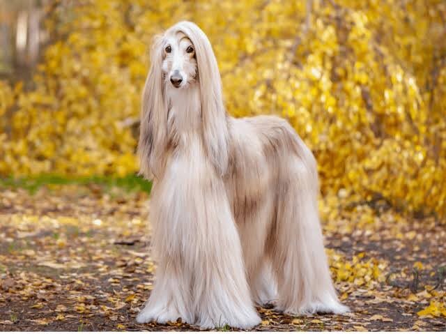 ━━━━━━━━━━━━━━
🐙TOPDANDY-OSAKA-🐙
━━━━━━━━━━━━━━
　　𝐏𝐈𝐂𝐊 𝐔𝐏 !!
━━━━━━━━━━━━━━
┏━ ❖ ━━━━━━━━ ❖ ━┓
　　                一瞬
　　　　Ninomae Syun
┗━ ❖ ━━━━━━━━ ❖ ━┛
🔻 𝐈𝐧𝐬𝐭𝐚𝐠𝐫𝐚𝐦📷