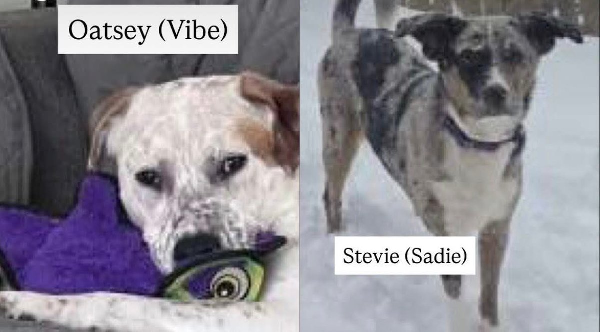 BONESbeagles's tweet image. Join us at Paws in the Park on the grounds of Longfellow's Wayside Inn in Sudbury, MA on Sun, May 3rd from 10am-3pm, organized by Save a Dog humane society of Sudbury. 

saveadog.org/paws2026.asp

#beagles #dogsofx #pawsinthepark2026 #adoptdontshop