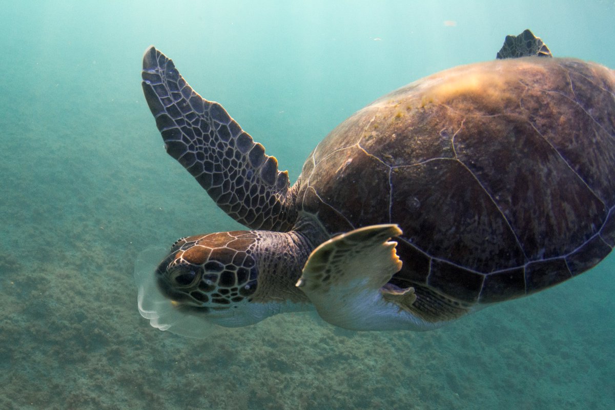 TAPcampaign's tweet photo. A study near the Ogasawara Islands found 7 of 10 green turtles had ingested plastic. 

Plastic likely came from far beyond the region, underscoring a global problem.

Read more 👇
 https://t.co/BKRQN7v88A

📸 B. Augliere https://t.co/WIrRE3UHCE