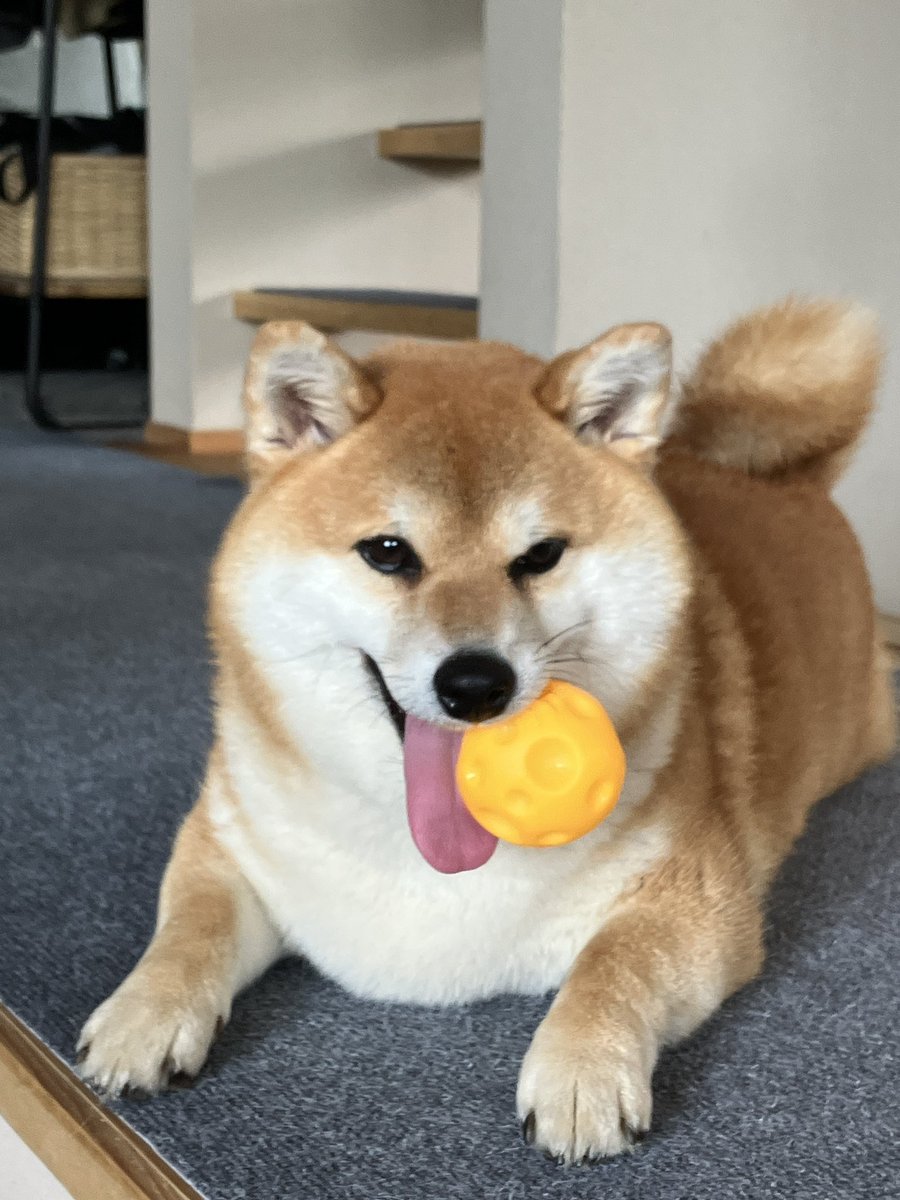 柴犬のココとヨッシーのDIY (@shiba_coco10diy) / Posts / X