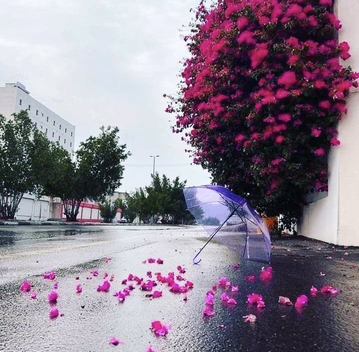 هدى المالكي 📚 🌙 tweet media