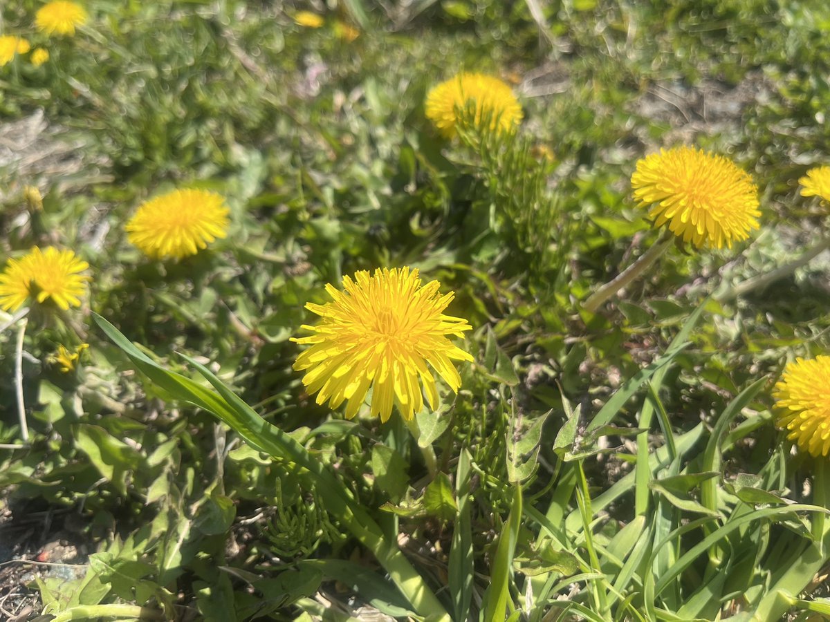 北瀬なな tweet media