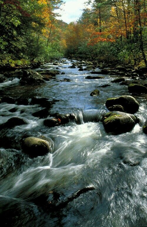 Xylonature tweet media