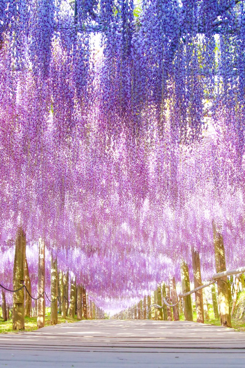 66___boc's tweet image. どこまでも続く藤色のオーロラに恋してる