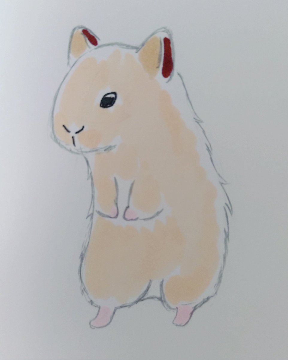 rubgtu's tweet photo. 今日はキンクマを描いてみました！

#イラスト #絵描き 
#イラストレーターになりたい https://t.co/FC1tcXMDXp