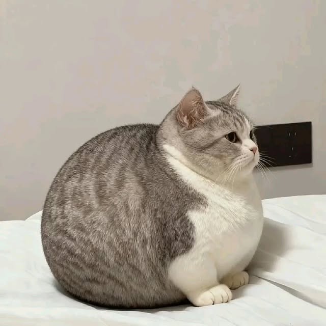 Cat 🐈 (@cutecatsmagic) on Twitter photo 