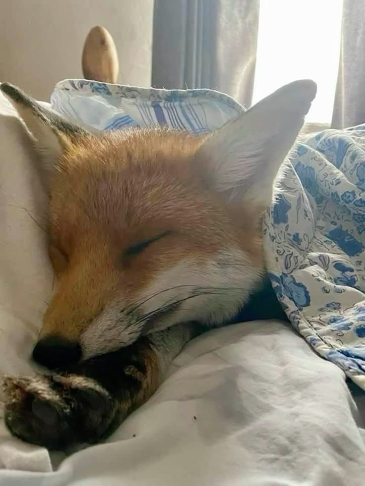 MR.FOX.BOY tweet media