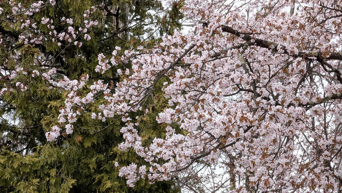 pip_muranaka's tweet image. 咲きました(⁠^⁠^⁠)

#桜 #北海道 #比布町 #ぴっぷ町 #比布神社